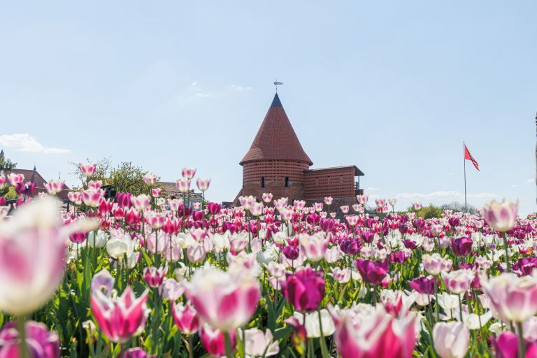 Žydinčios tulpės prie Kauno pilies